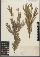Foto von Salix purpurea L.